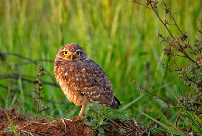 a small owl standing on top of a pile of dirt, standing in the grass at sunset, avatar image, outdoor photo