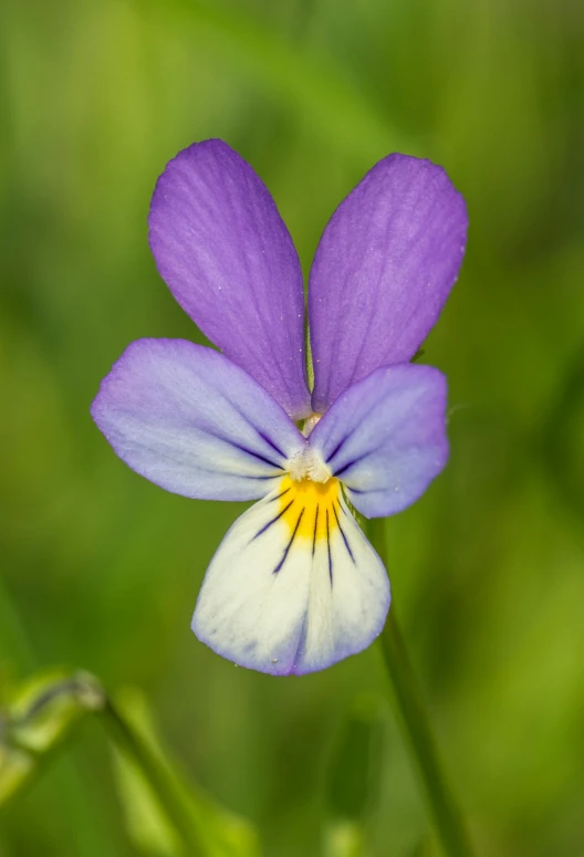 a close up of a purple and white flower, flax, chromostereopsis, full of colour, purple and yellow
