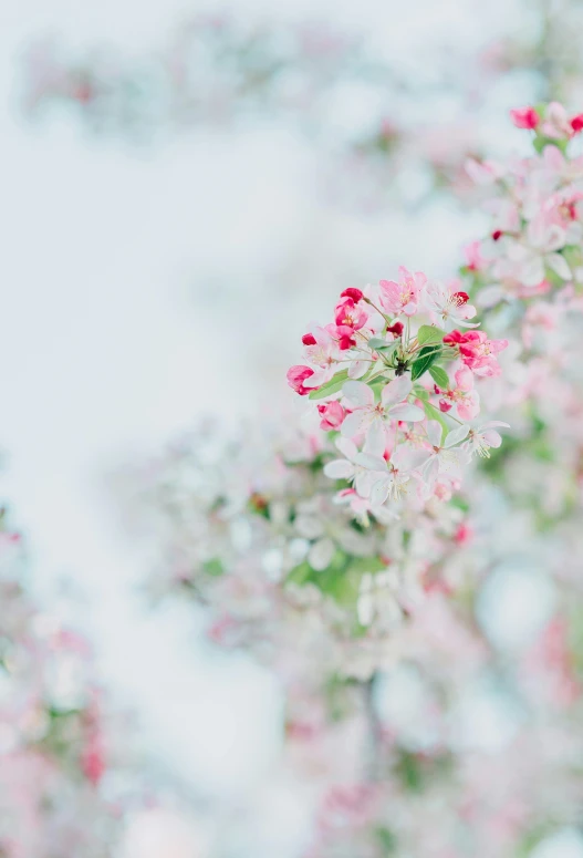 a close up of some pink flowers on a tree, by Niko Henrichon, trending on unsplash, romanticism, white background, paul barson, apple trees, green and pink colour palette