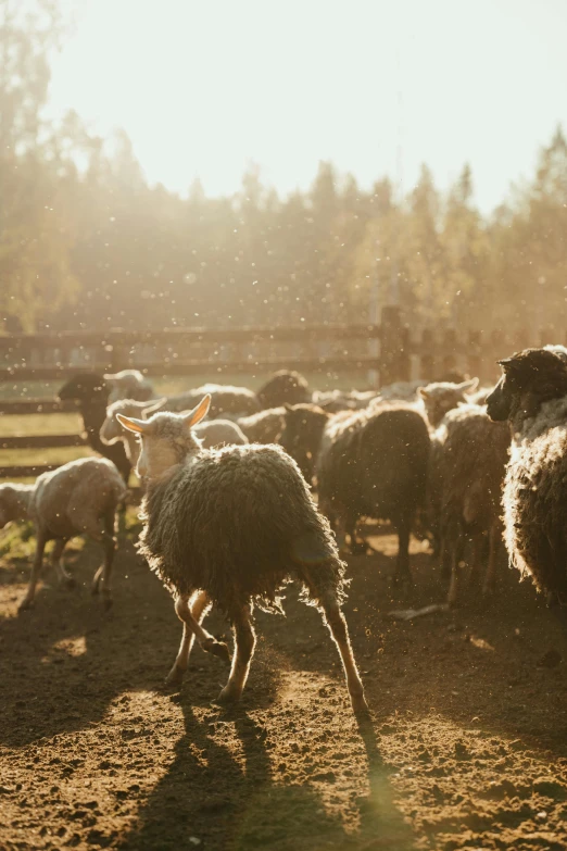 a herd of sheep standing on top of a dirt field, morning light showing injuries, animals running along, finland, 2019 trending photo