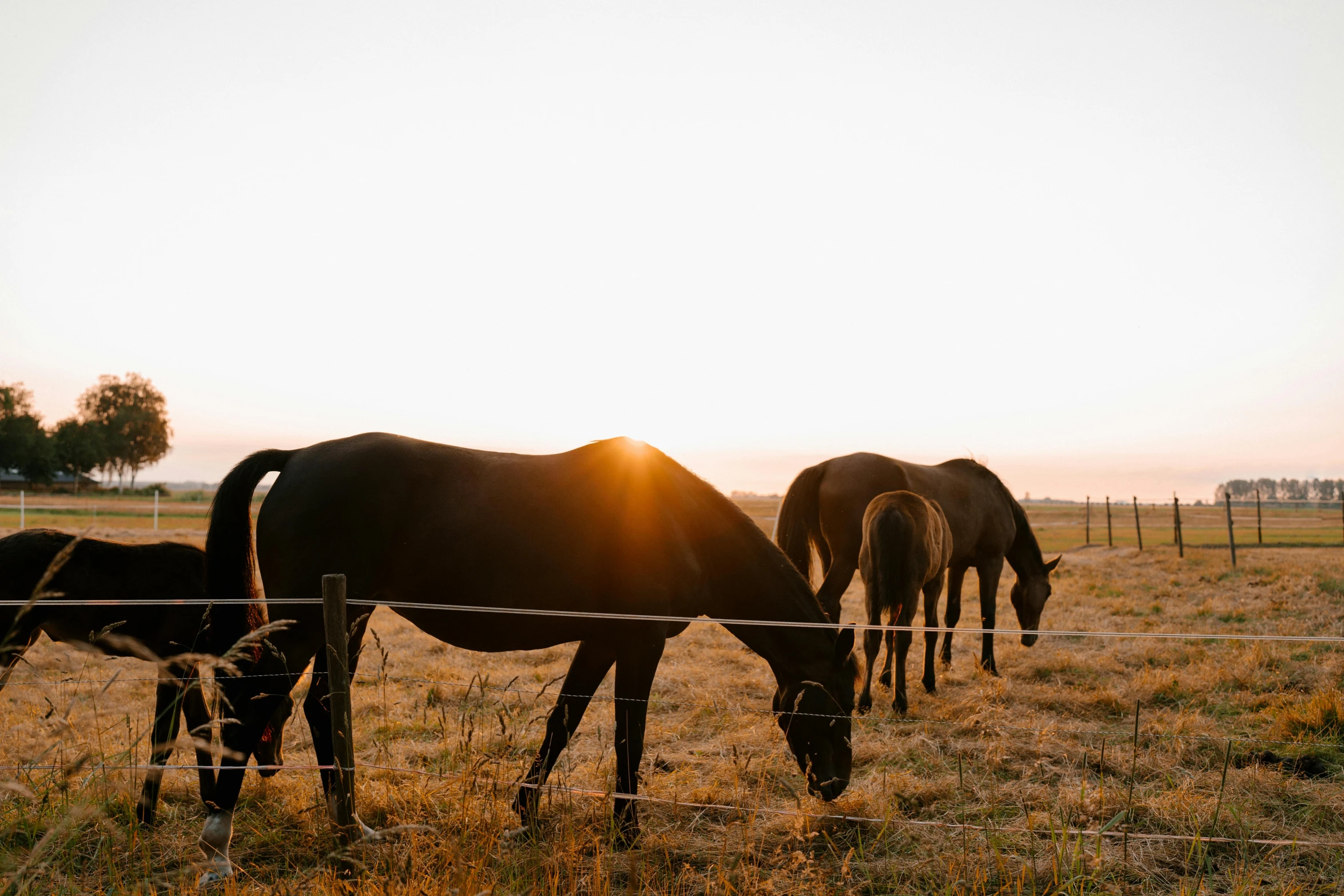 a group of horses grazing in a field, a picture, unsplash contest winner, morning light showing injuries, looking onto the horizon, lifestyle, high quality image”