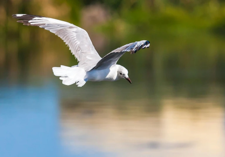 a seagull flying over a body of water, by Peter Churcher, pexels contest winner, arabesque, on a riverbank, hd footage, outstretched wings, full frame image