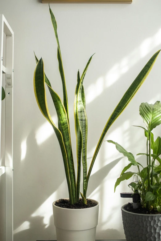 a couple of potted plants sitting on top of a table, medium wide front shot, sun lighting, large tall, indoor