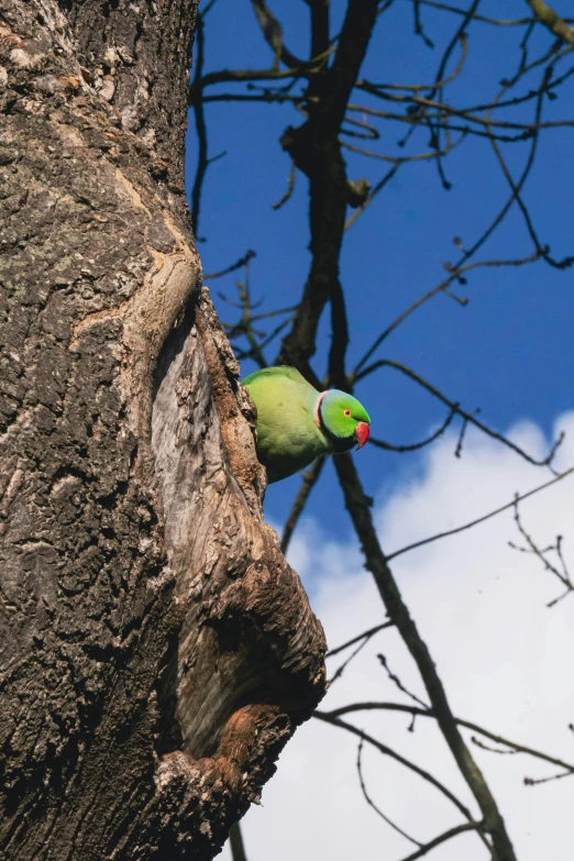 a green bird perched on the side of a tree, in a tree, multicoloured, view from ground, exploring