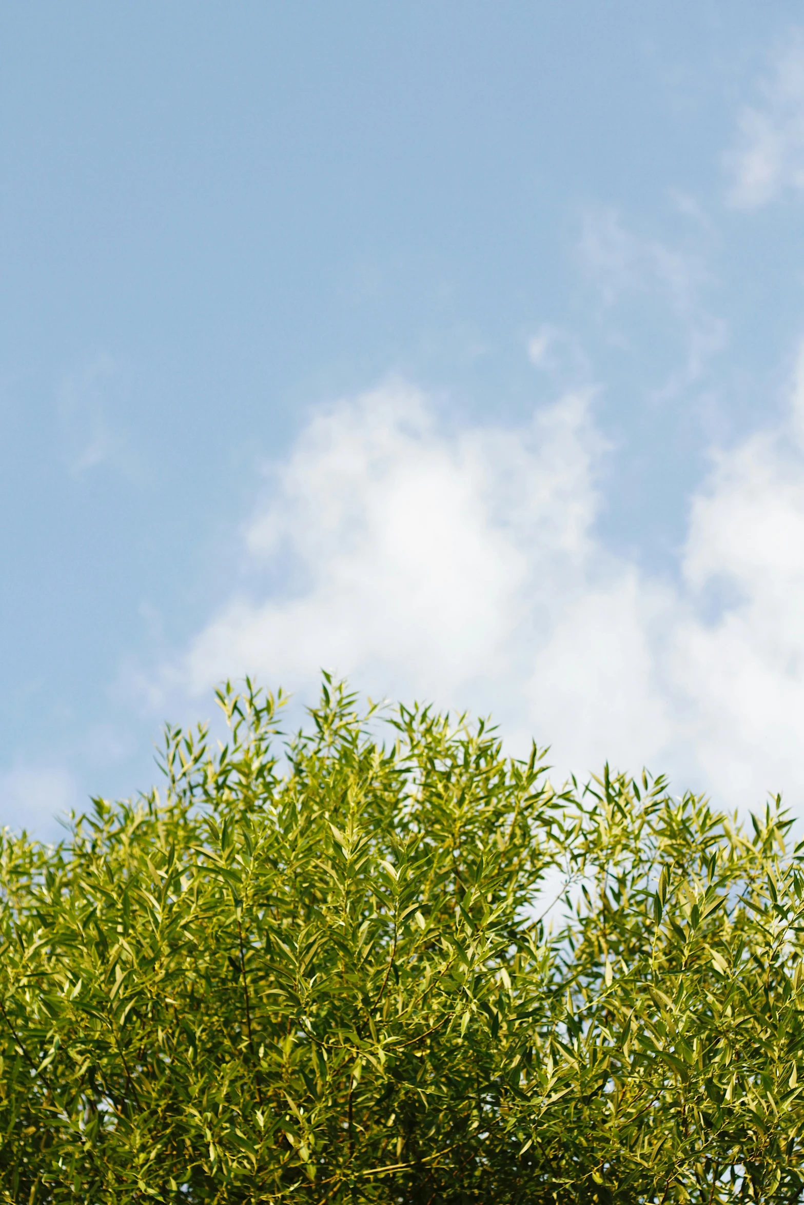 a giraffe standing on top of a lush green tree, wispy clouds in a blue sky, olive green, sustainability, made of bamboo