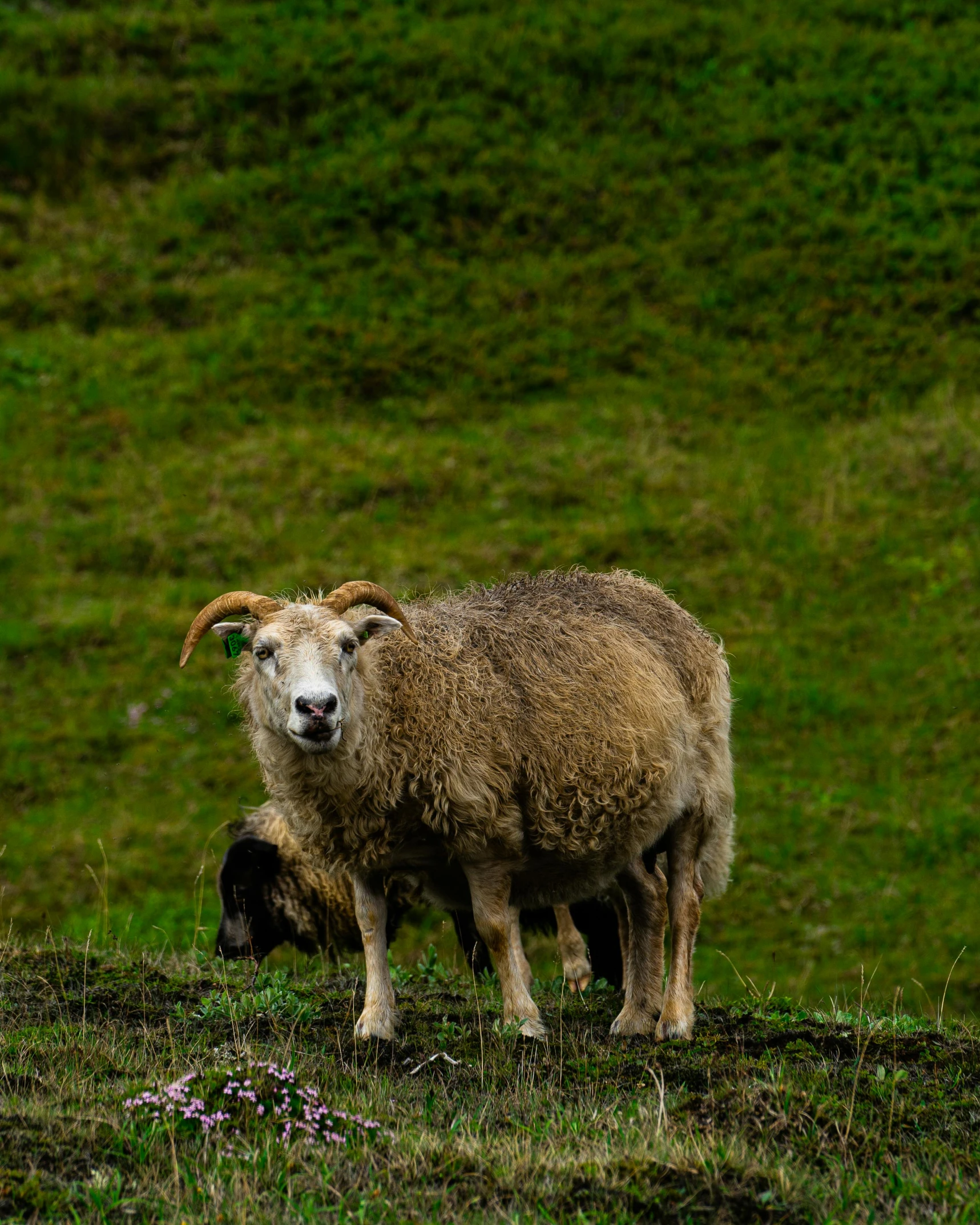 a couple of sheep standing on top of a lush green field, on top of a hill