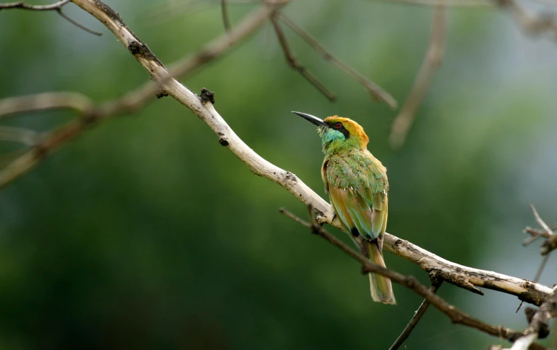 a small bird sitting on top of a tree branch, gold and green, colourful, biodiversity, fan favorite