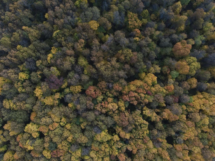 an aerial view of a forest in autumn, an album cover, pexels, color field, realistic footage, detailed realistic 8 k, grey, a green