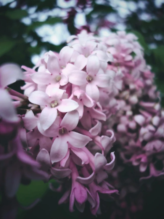 a close up of a bunch of flowers on a tree, by Carey Morris, unsplash, lilac, ilustration, faded pink, medium format