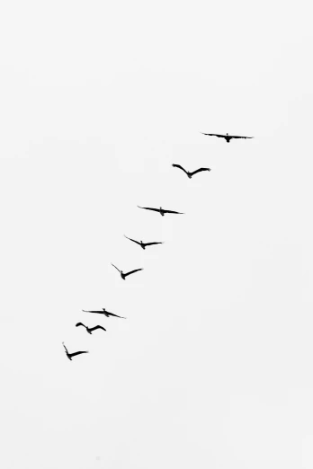 a flock of birds flying in the sky, by Lü Ji, trending on pexels, minimalism, 2 5 6 x 2 5 6, alvaro siza, group of seven, ( 3 1