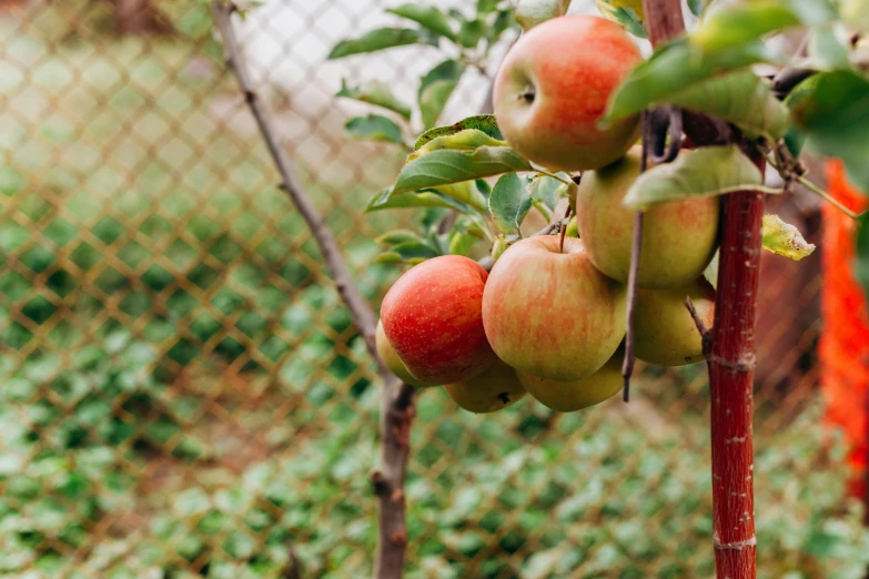 a bunch of apples hanging from a tree, unsplash, 🦩🪐🐞👩🏻🦳, background image, profile image, gardening