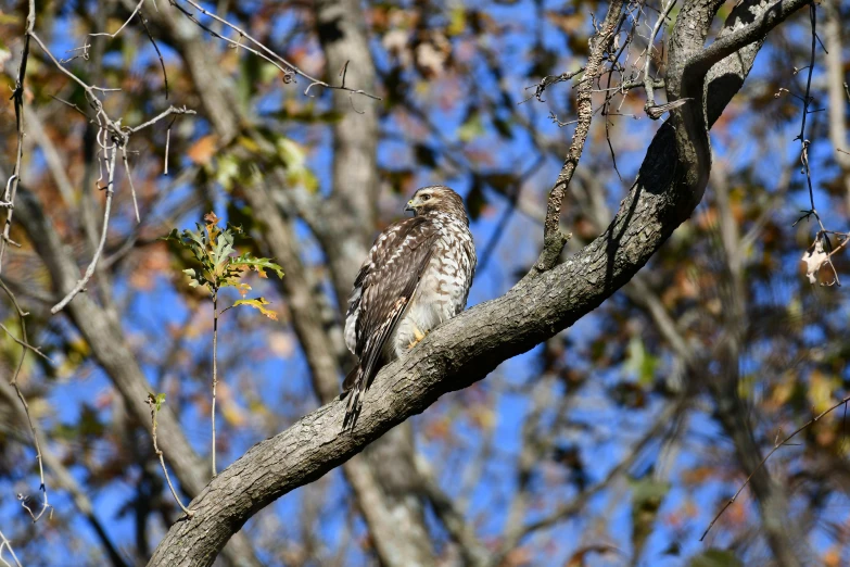 a bird sitting on top of a tree branch, by Tom Carapic, hawk, full res, beautiful day, explore