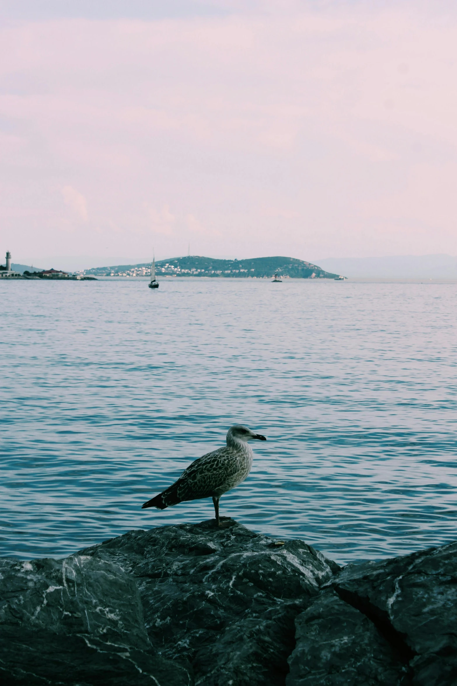 a seagull standing on a rock in front of a body of water, cannes, teal aesthetic, istanbul, distant photo