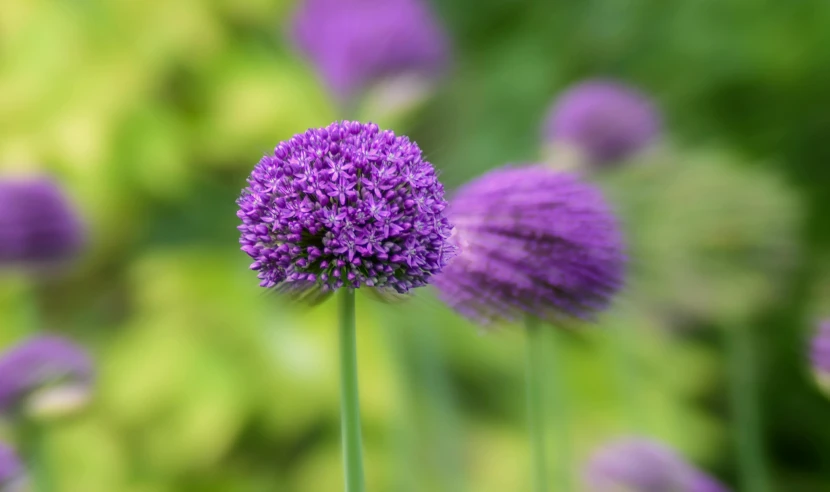 a group of purple flowers sitting on top of a lush green field, by Tom Bonson, unsplash, arabesque, human onion hybrid, very round, botanic garden, close up photograph