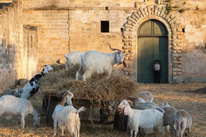 a herd of goats standing on top of a pile of hay, an album cover, pexels contest winner, renaissance, ancient mediterranean village, late afternoon light, parce sepulto, silo