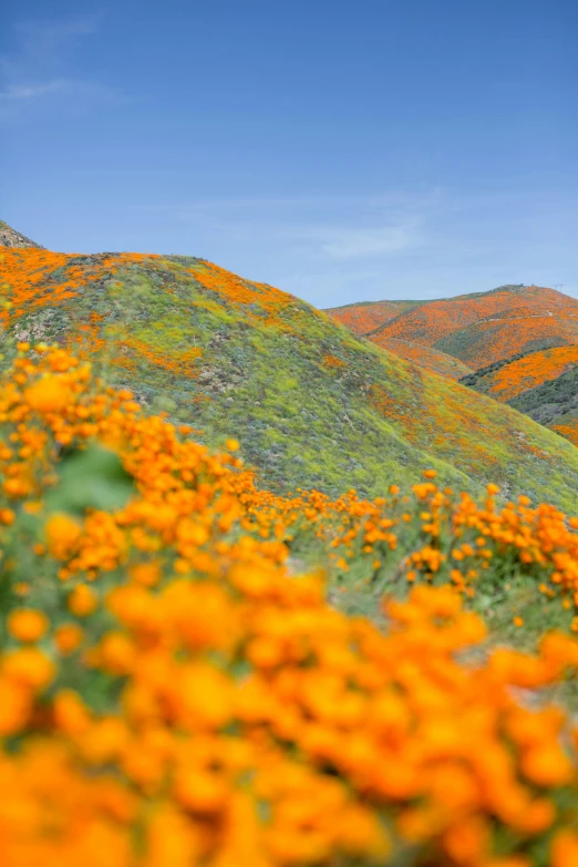 a field of orange flowers with hills in the background, slide show, mint, ultrawide image, enduring