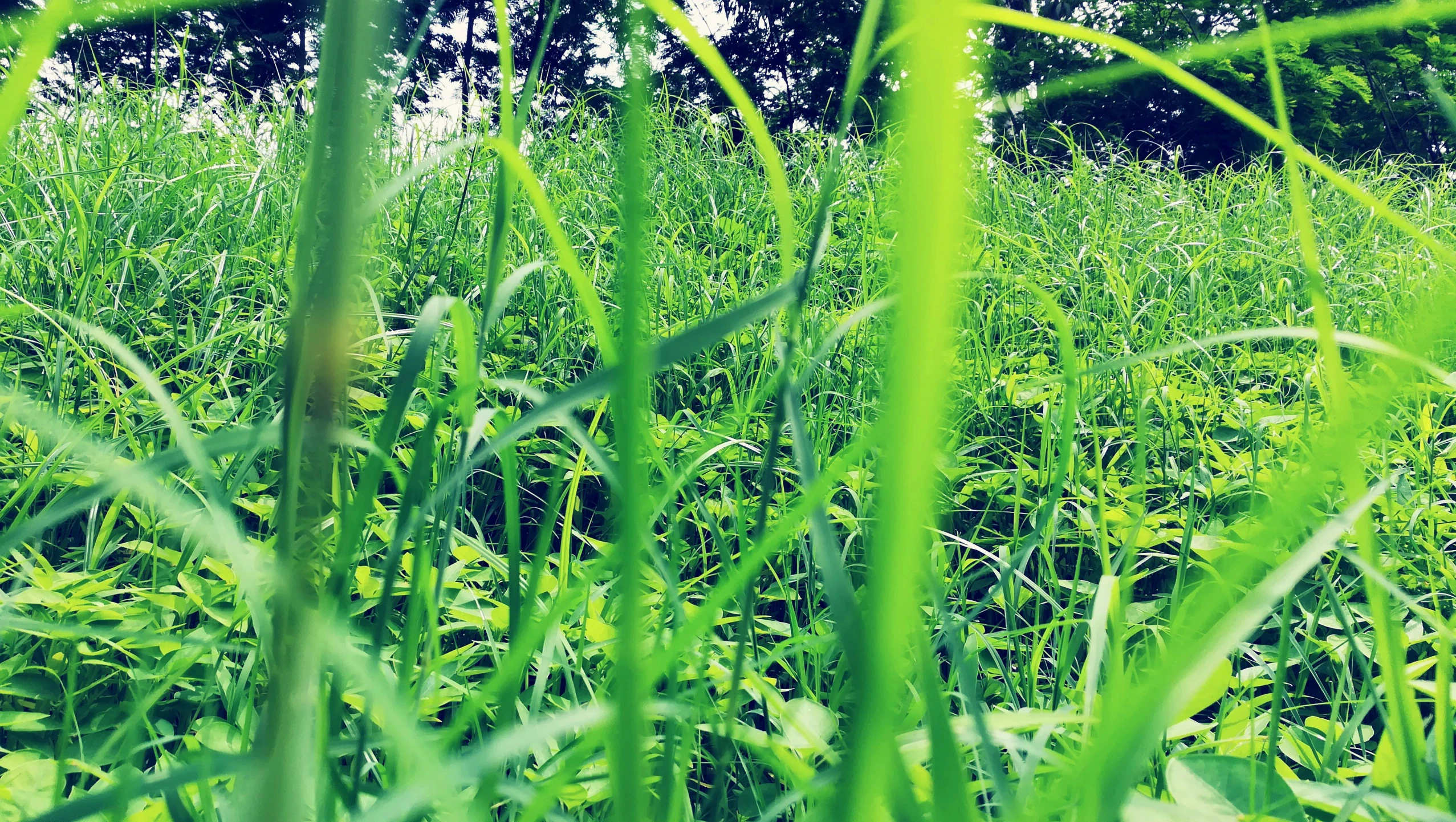 a field of green grass with trees in the background, a picture, by Thomas Häfner, happening, stems, instagram picture, “organic, hiding in grass