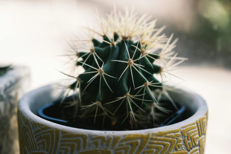 a close up of a cactus plant in a pot, inspired by Elsa Bleda, trending on unsplash, photorealism, yellow spiky hair, the sacred cup of understading, patterned, 8 0 mm photo
