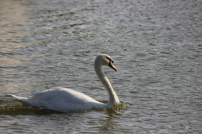 a white swan floating on top of a body of water, portrait mode photo, fan favorite, video, distant photo