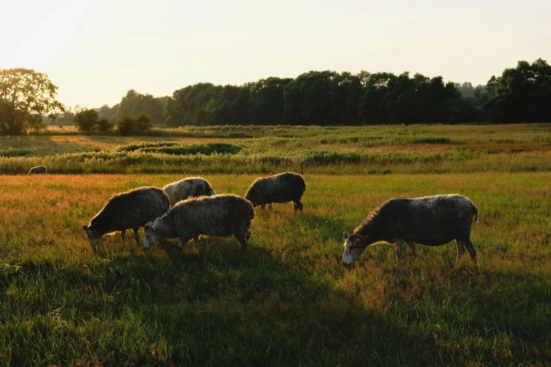 a herd of sheep grazing on a lush green field, by Jan Tengnagel, unsplash, land art, summer evening, grey, eating, low quality photo