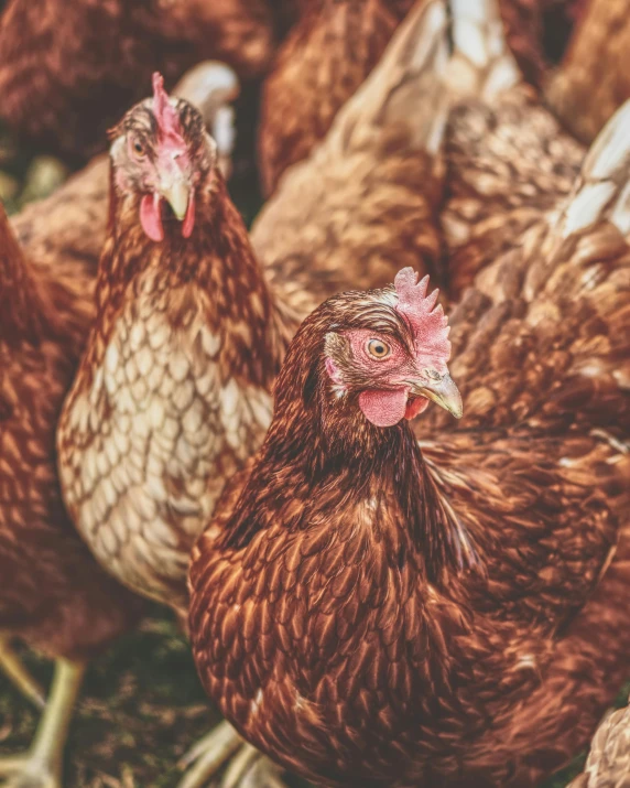 a group of brown chickens standing next to each other, trending on pexels, renaissance, a photograph of a rusty, non-binary, chemistry, background image