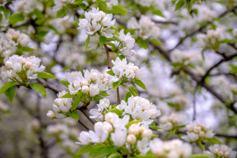 a close up of a tree with white flowers, by Sam Dillemans, unsplash, fan favorite, apple, 1 6 x 1 6, shot on sony a 7 iii