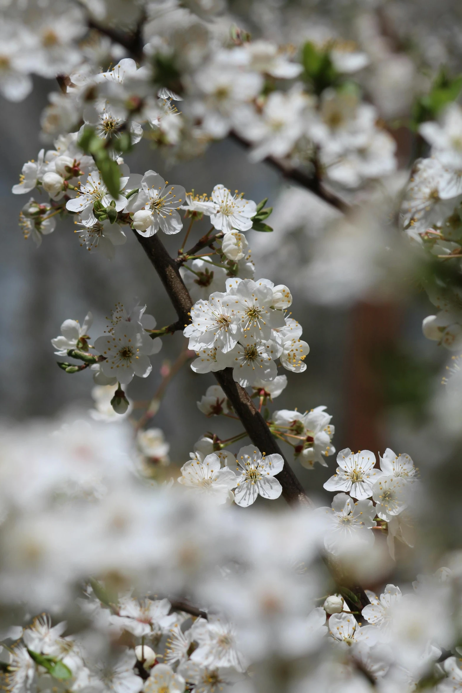 a bunch of white flowers on a tree, no cropping, highly polished, paul barson, zoomed in