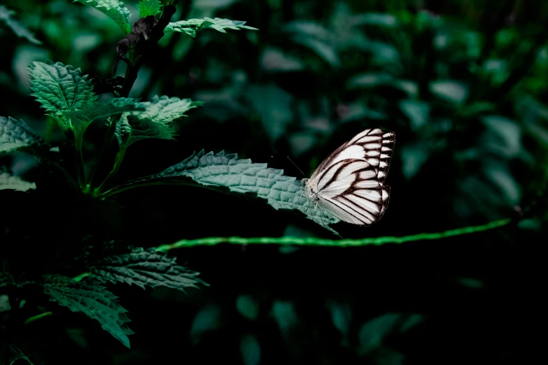 a close up of a butterfly on a leaf, a black and white photo, inspired by Elsa Bleda, unsplash, hurufiyya, in a deep lush jungle at night, pale green glow, “hyper realistic, a wooden