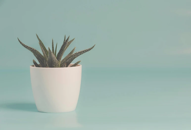 a small plant in a white pot on a blue surface, trending on unsplash, square, retro stylised, pale green background, spiky