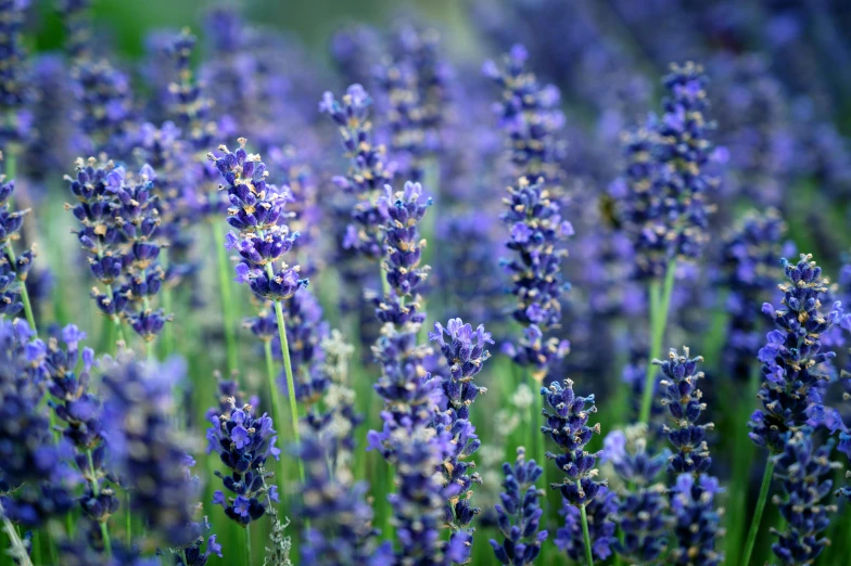 a close up of a bunch of lavender flowers, pexels, sōsaku hanga, avatar image, mediumslateblue flowers, instagram photo, full frame image