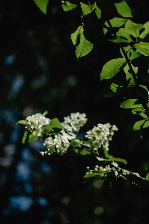 a close up of a branch of a tree with white flowers, inspired by Elsa Bleda, unsplash, shot on hasselblad, lush forest foliage, back - lit, nothofagus