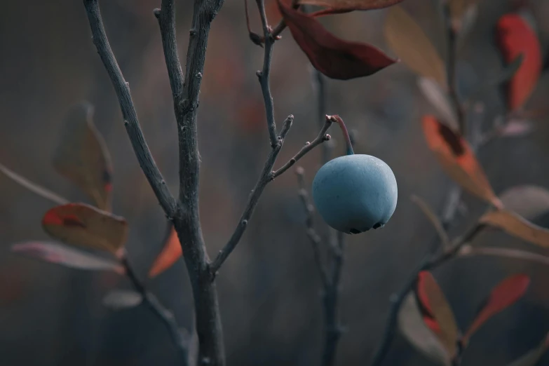 a blue ball sitting on top of a tree branch, inspired by Elsa Bleda, unsplash contest winner, australian tonalism, an alien fruit, autum, 4 k hd wallpapear, grey-eyed