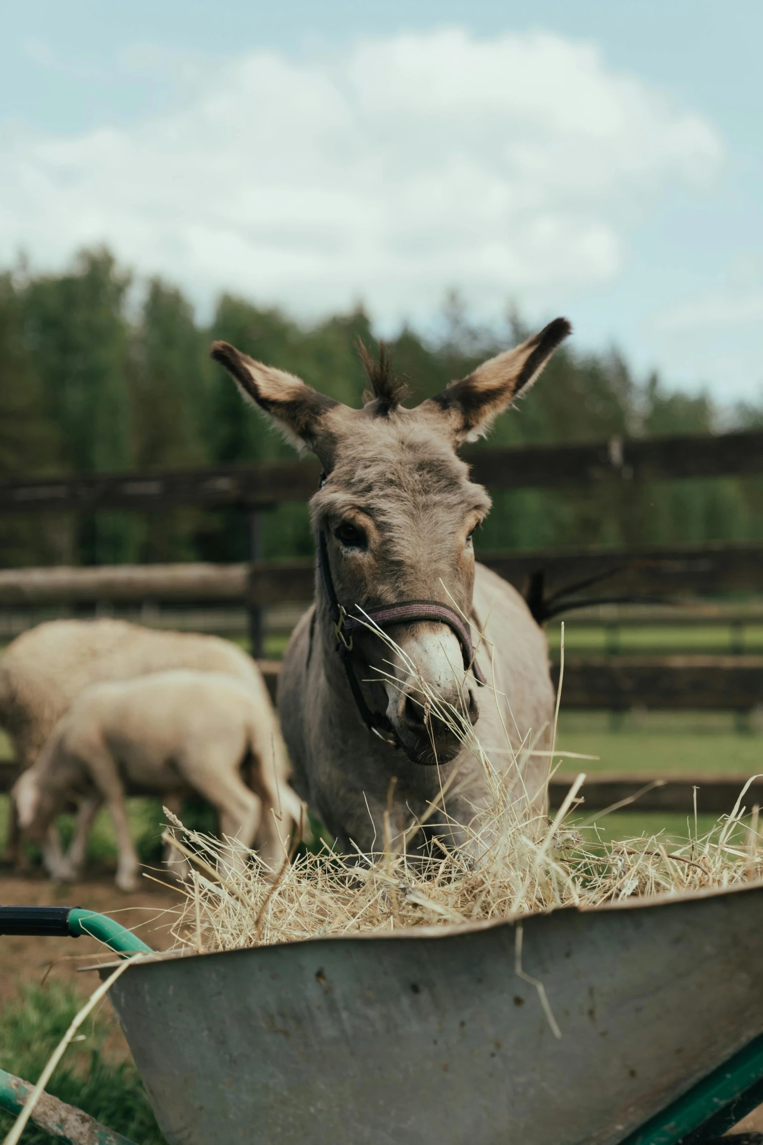 a donkey standing next to a wheelbarrow filled with hay, trending on unsplash, still frame from a movie, swedish, eating, grey