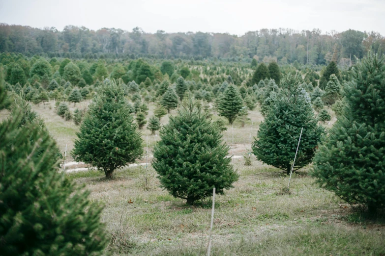 a christmas tree farm filled with lots of trees, a portrait, pexels, hurufiyya, portra 400, ((trees)), an elegant green, ash thorp