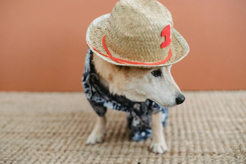 a dog wearing a straw hat and scarf, by Julia Pishtar, unsplash, fancy dress, a wooden, a small, thumbnail