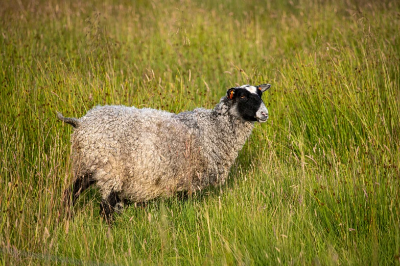 a sheep standing in a field of tall grass, by Jan Tengnagel, unsplash, 2 0 2 2 photo, dappled in evening light, tourist photo, shap