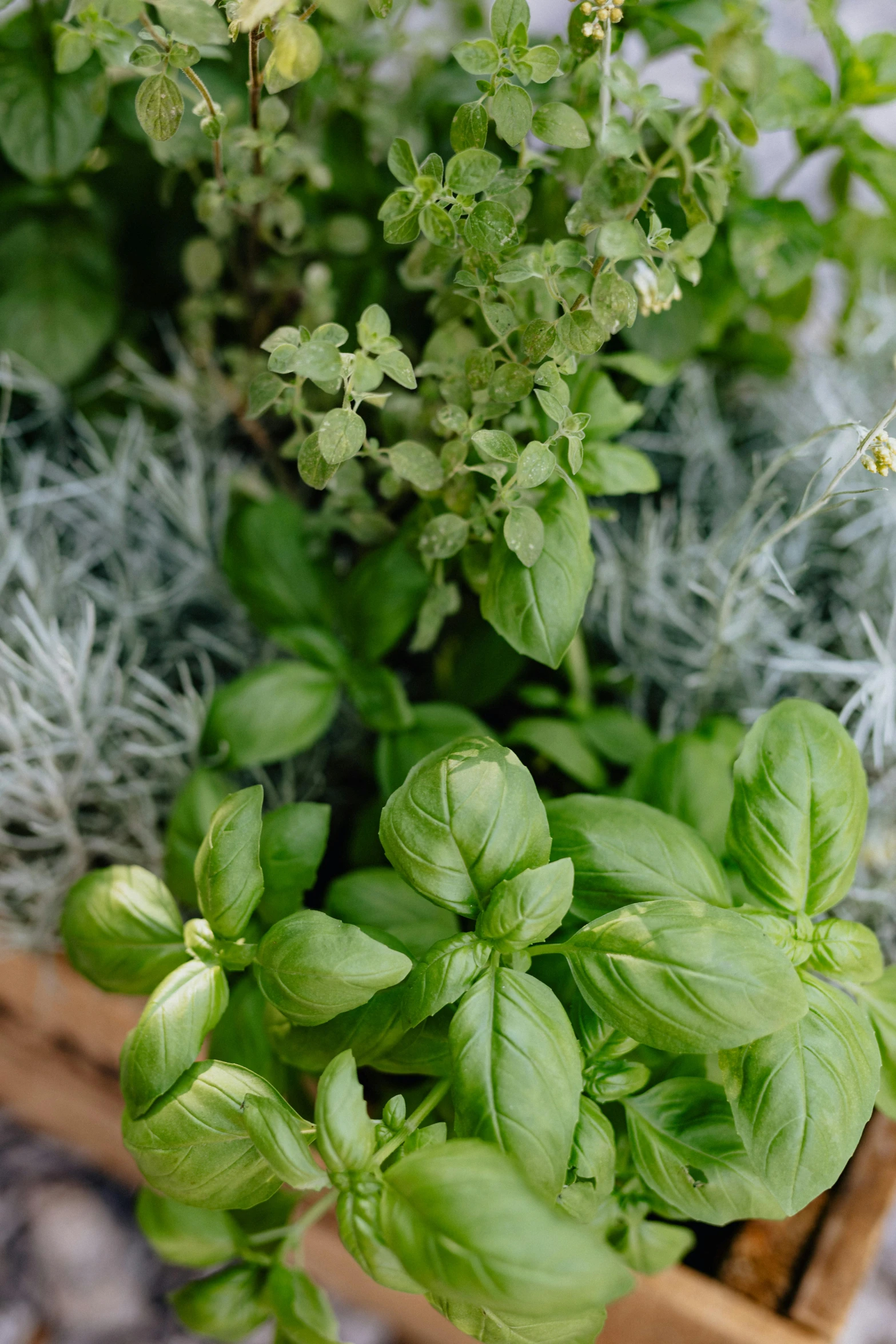 a close up of a plant in a wooden box, light greens and whites, fresh basil, multi-dimensional, herbs