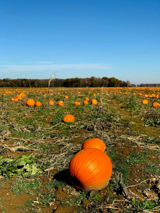 a field full of pumpkins on a sunny day, slide show, fan favorite, snacks, full - view