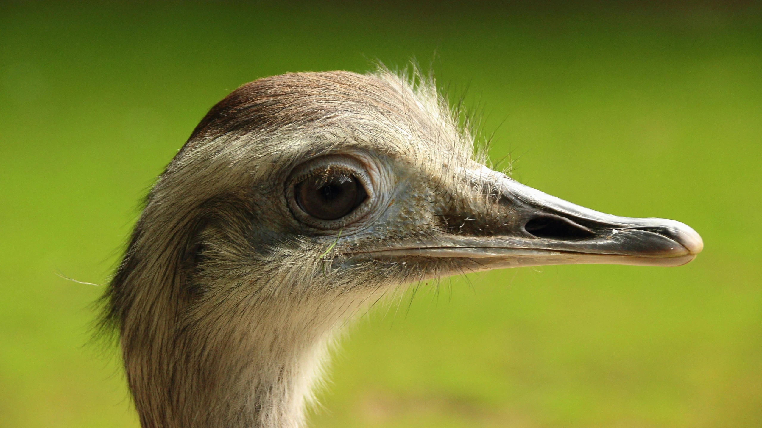 a close up of an ostrich's head with a green background, by Peter Churcher, hurufiyya, smooth shank, a super-smart, a cosmic canada goose, young female