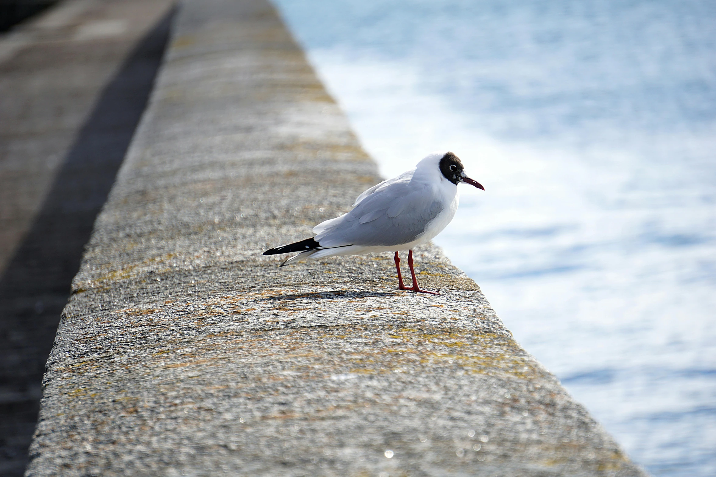 a seagull standing on the edge of a concrete wall, by Paul Bird, pexels contest winner, white, at the seaside, four legged, no words 4 k