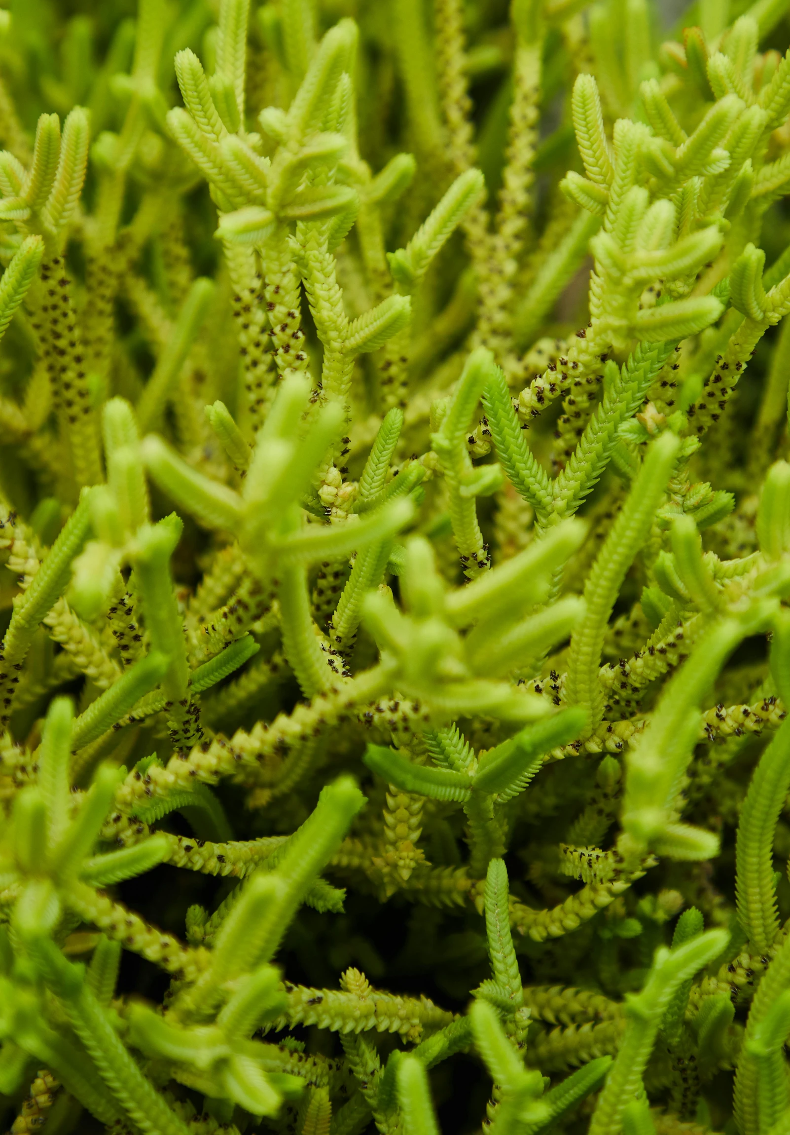 a close up of a plant with green leaves, twirling glowing sea plants, protophyta, intricate features, taken in the late 2010s