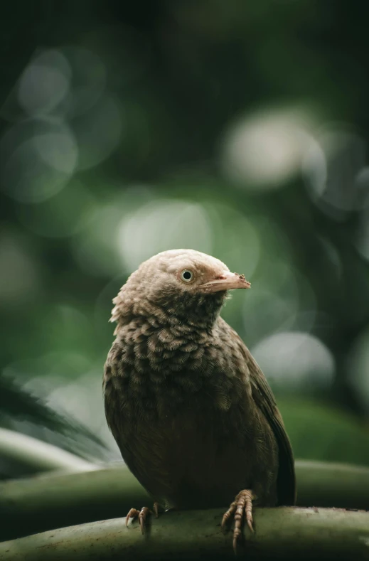 a small bird sitting on top of a tree branch, unsplash contest winner, renaissance, portrait of forest gog, rounded beak, in a rainy environment, next to a plant