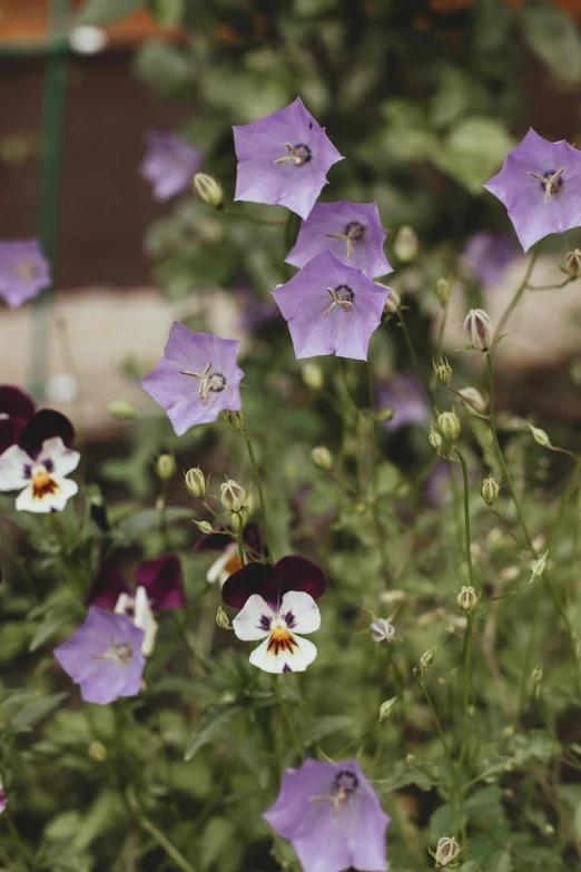 a bunch of purple and white flowers in a garden, a portrait, inspired by Violet Fuller, unsplash, chile, mediumslateblue flowers, ground - level medium shot, bells