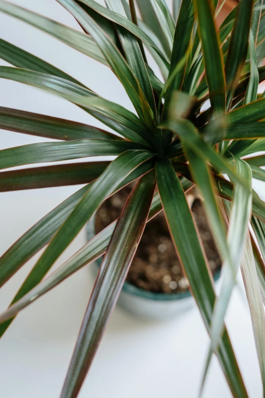 a close up of a potted plant on a table, unsplash, photorealism, iridescent color, maritime pine, clear focused details, fan favorite