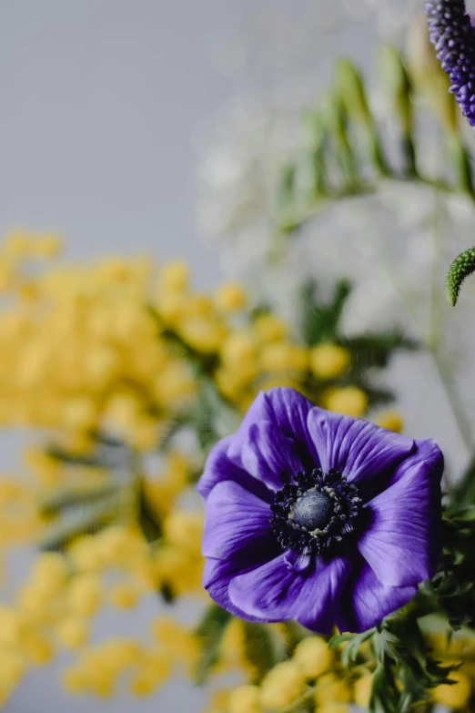 a close up of a purple flower in a vase, a still life, unsplash, some yellow and blue, anemones, low detailed