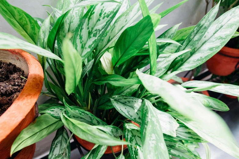 a close up of a potted plant on a table, trending on pexels, overgrown with shiny blobs, ramps, top angle view, large cornicione