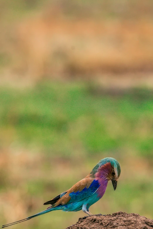 a colorful bird sitting on top of a mound of dirt, by Peter Churcher, on the african plains, full frame image, mane, stretch