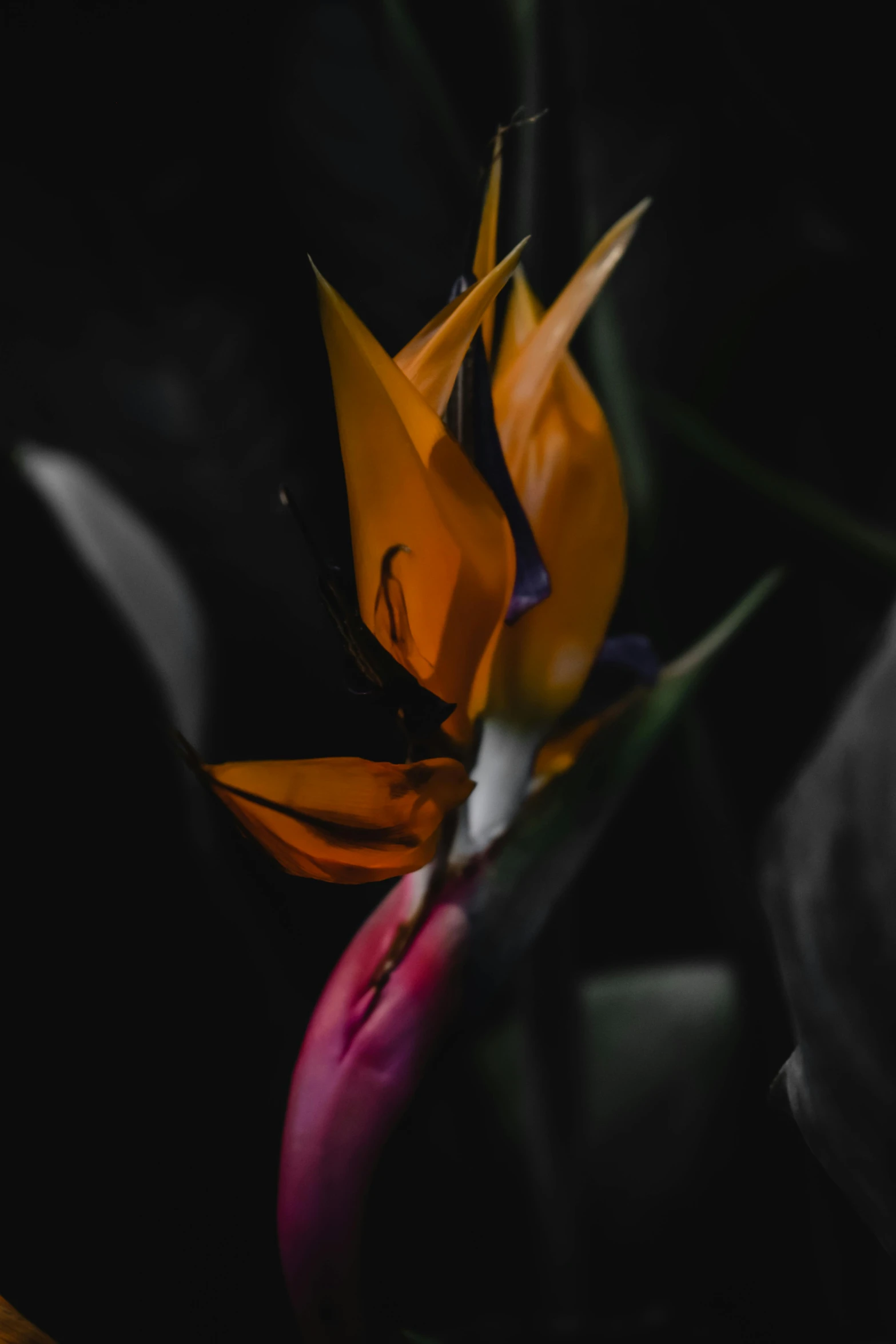 a close up of a bird of paradise flower, pexels contest winner, out in the dark, with colored flowers, today\'s featured photograph 4k, a high angle shot
