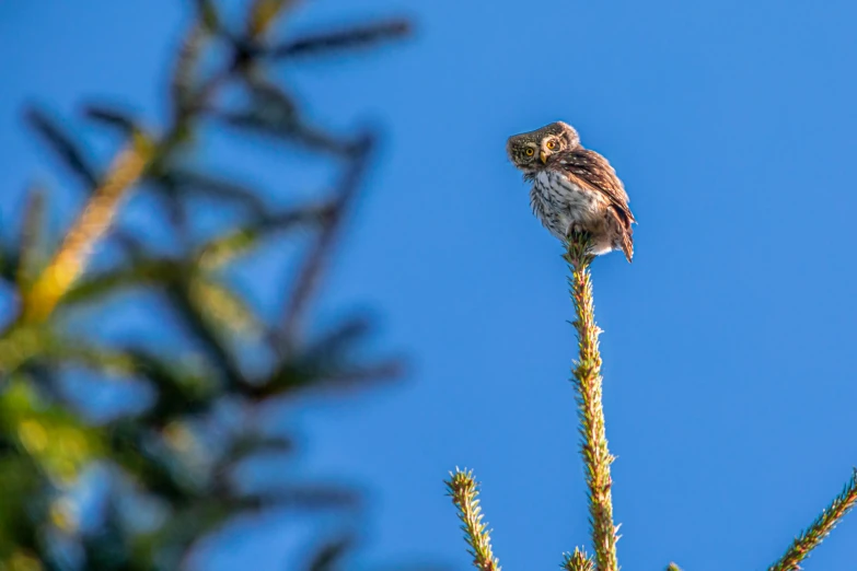 a small bird sitting on top of a tree branch, by Ejnar Nielsen, pexels contest winner, square, portrait of tall, pixelated, maternal