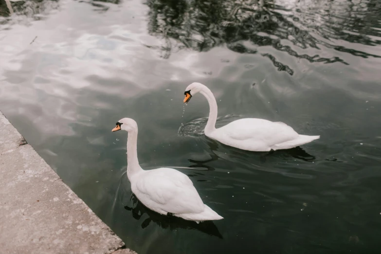 two white swans swimming in a body of water, by Emma Andijewska, pexels contest winner, 🦩🪐🐞👩🏻🦳, in an urban setting, charles bowater, conor walton